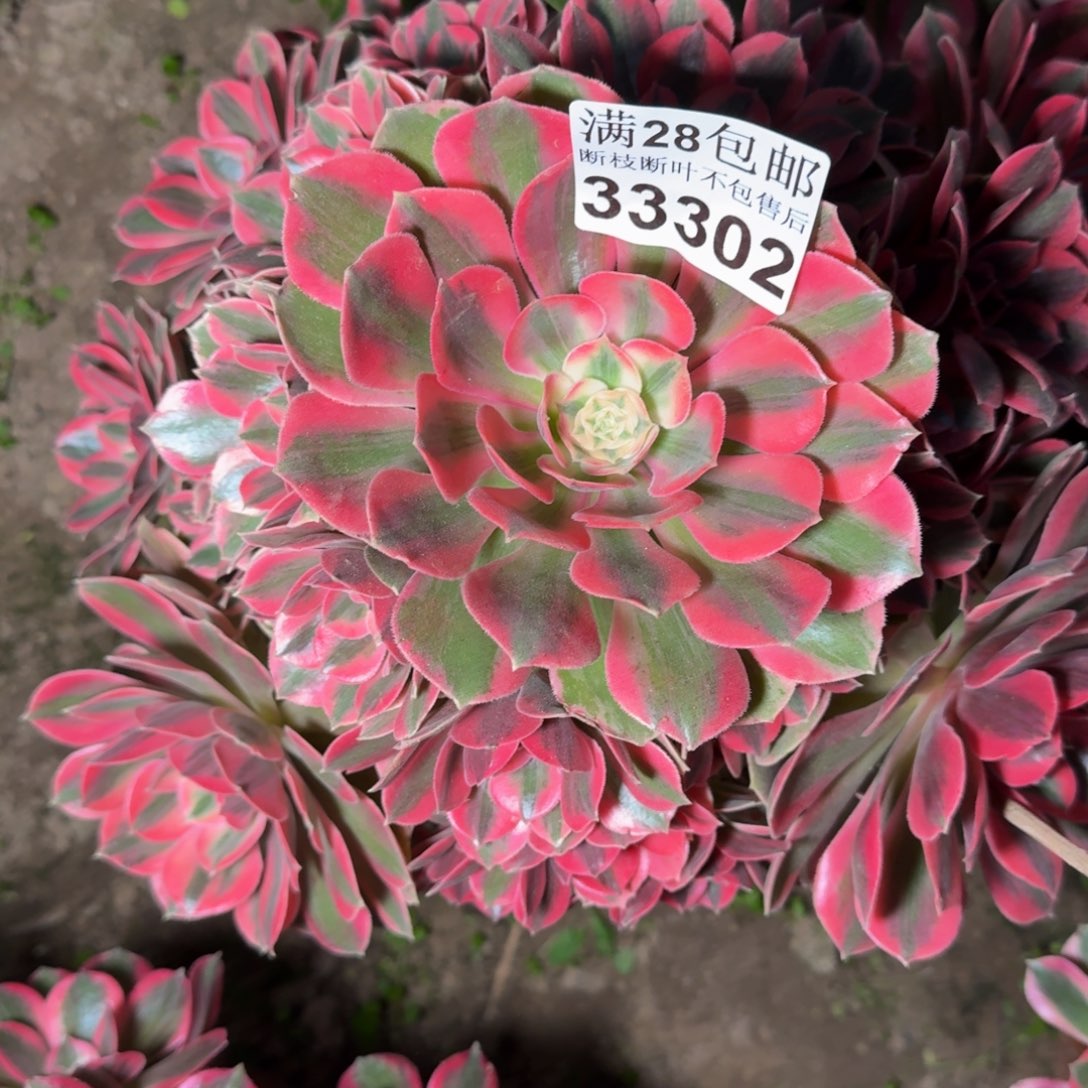 33302女妖多肉植物