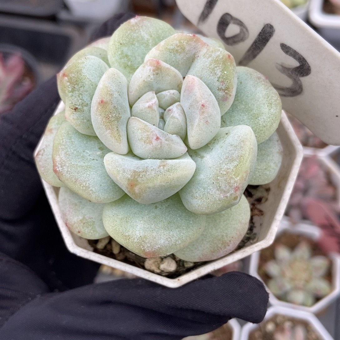 1013冰玉石化多肉植物