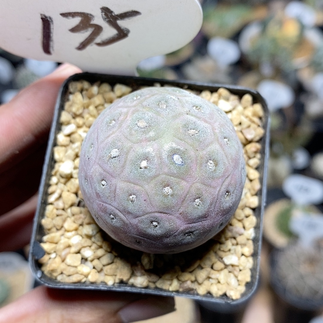 135号单头习志野3.8cm