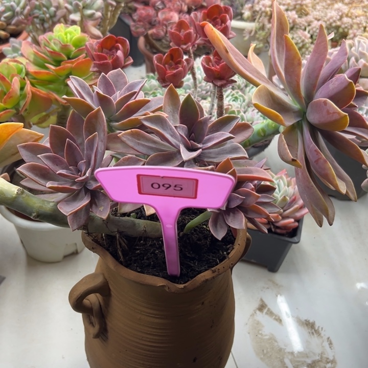 笑****李太飞糖多肉植物095