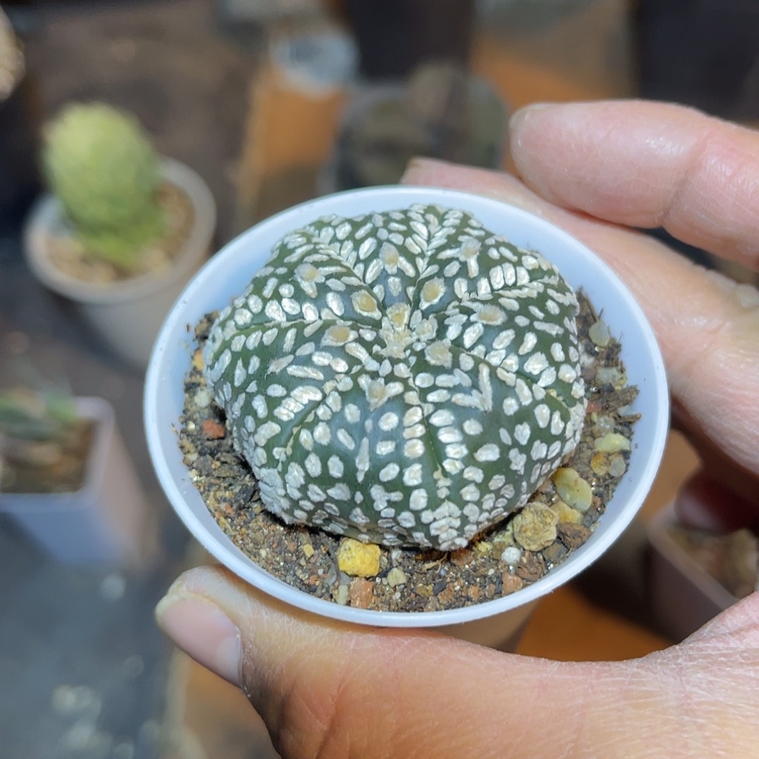 实生V字八爪鱼海星兜