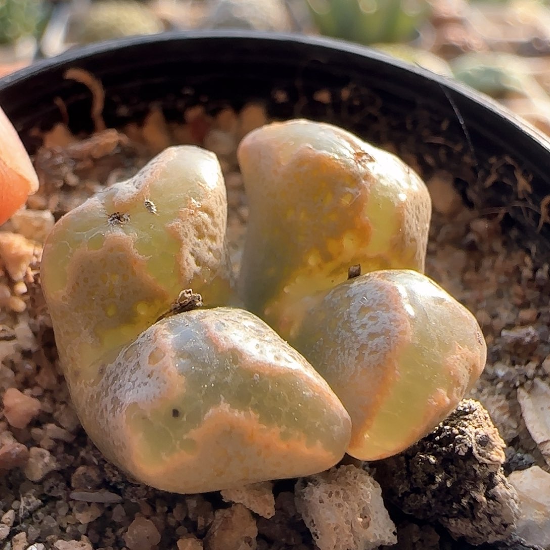 28包邮脱土发货25506