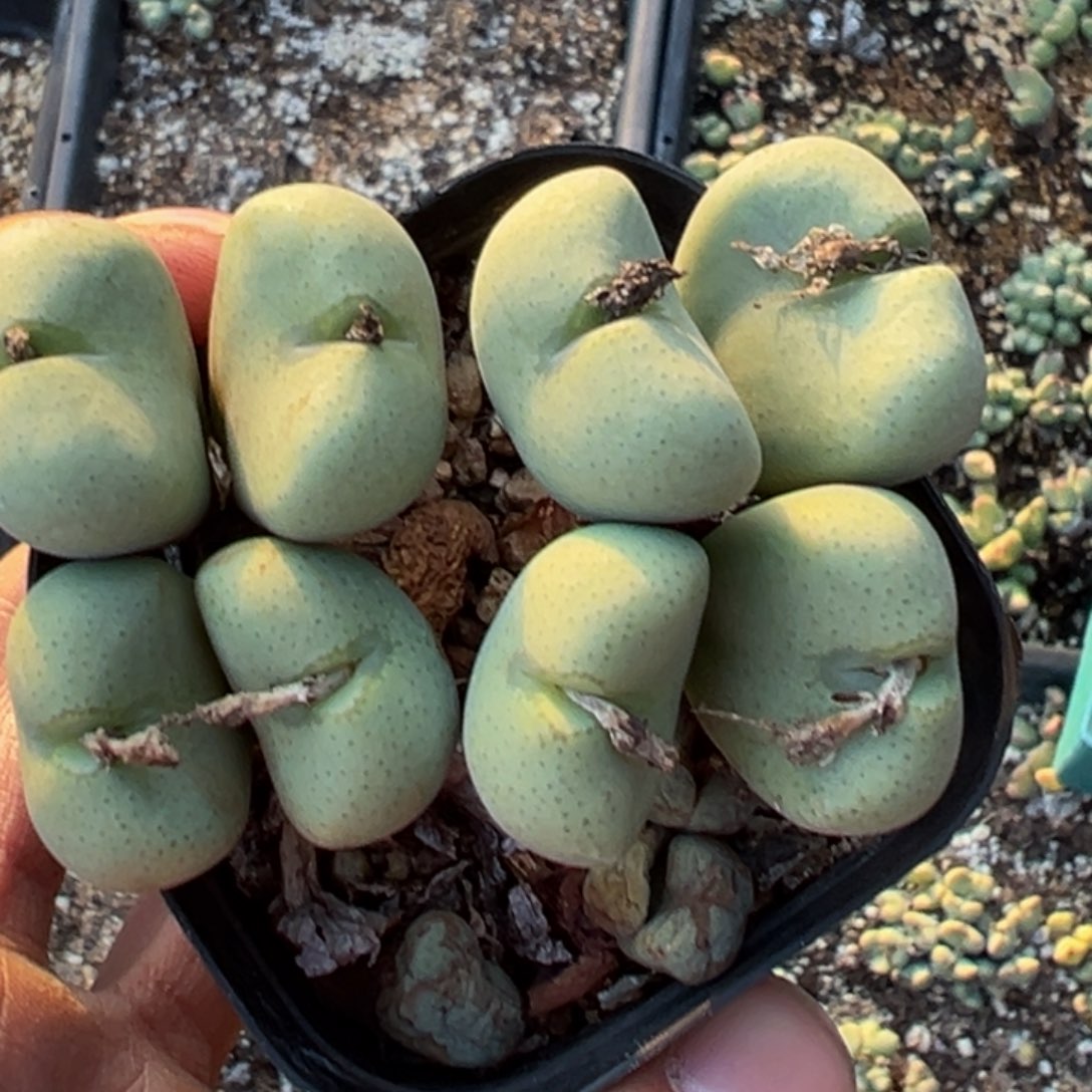 多肉植物11111111111111