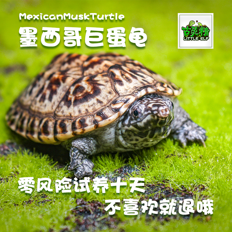 【 直播挑龟】观赏蛋龟剃刀麝香巨头侧颈龟直播链接【新奇宠物】