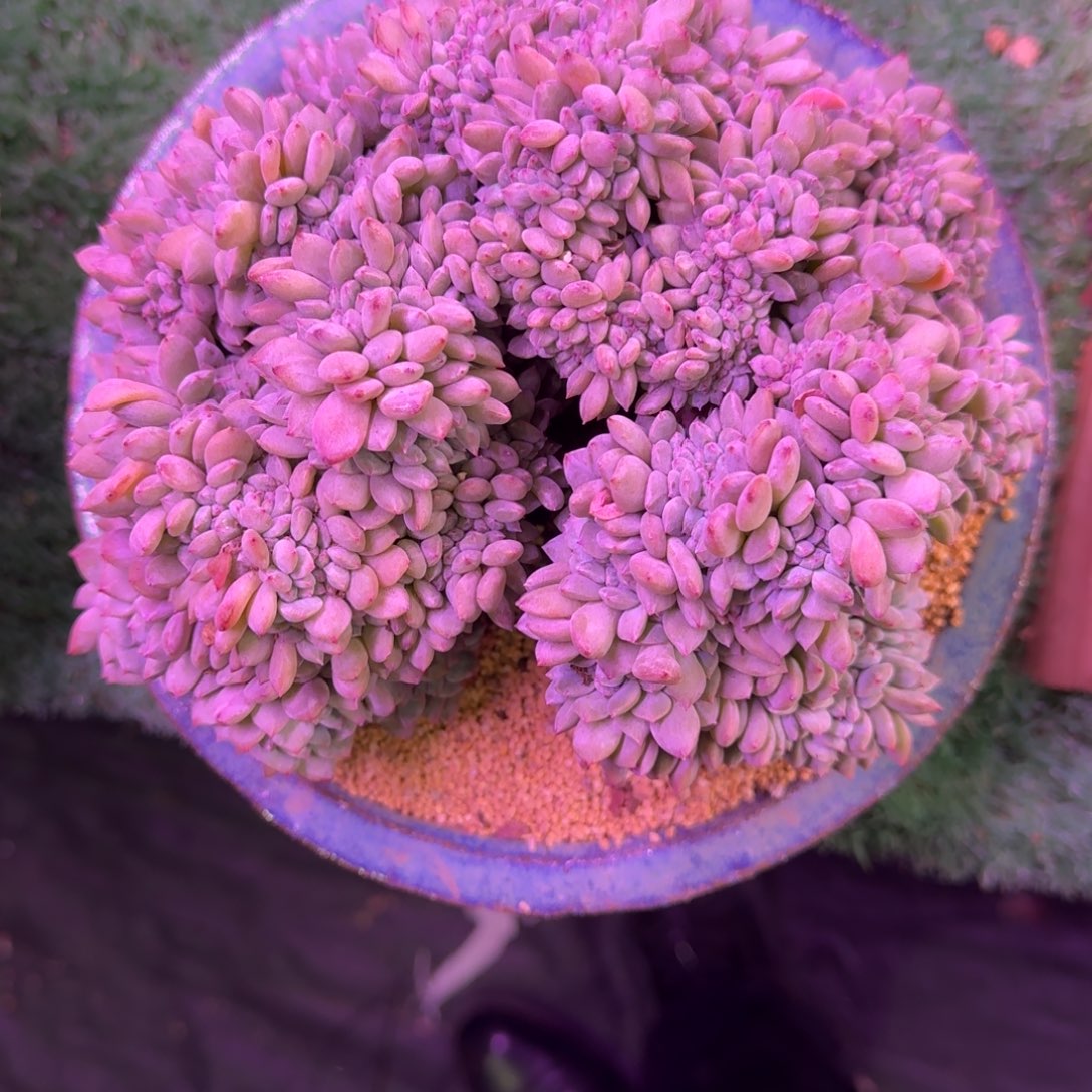 星影缀化无砍多肉