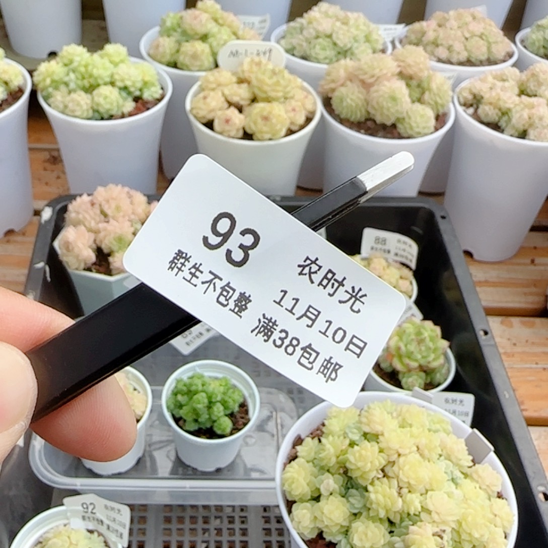 1110-93（黑色扁口镊子）