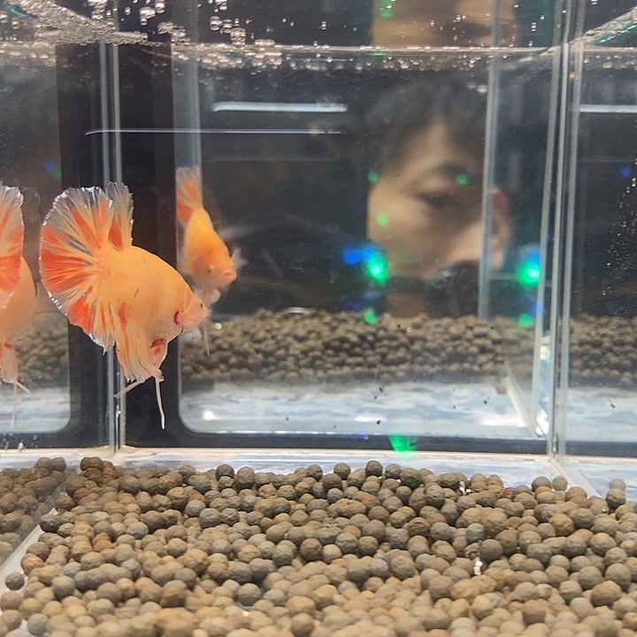 斗鱼黑牌45巨斗将军