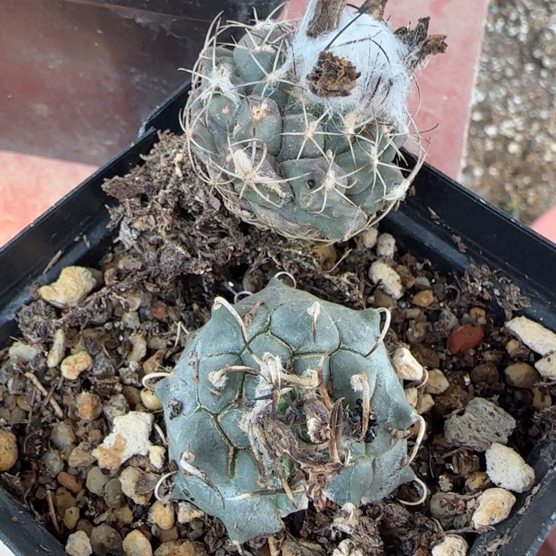 009实生微瑕娇丽多肉两颗