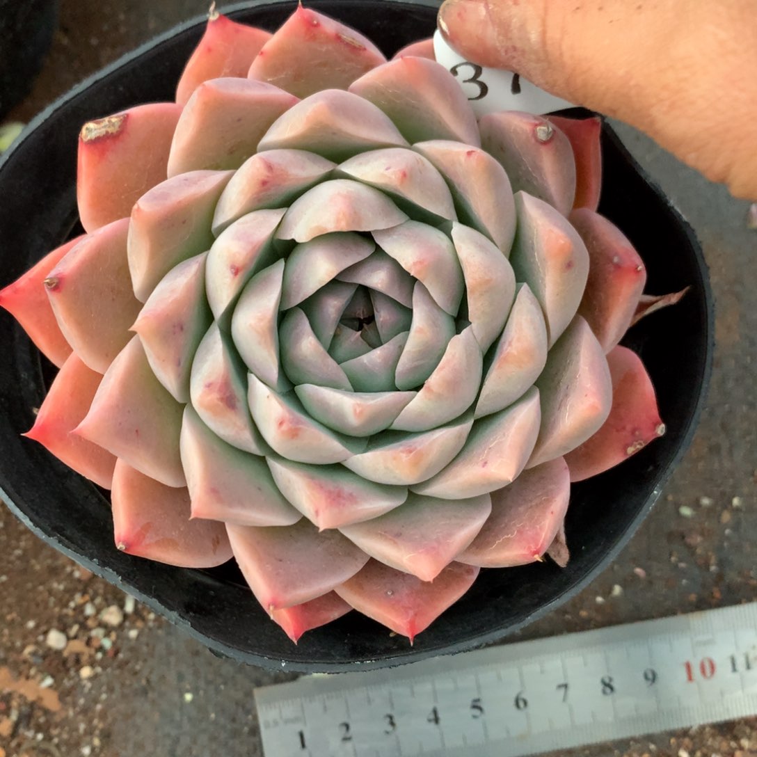 A*i3781杂交多肉植物