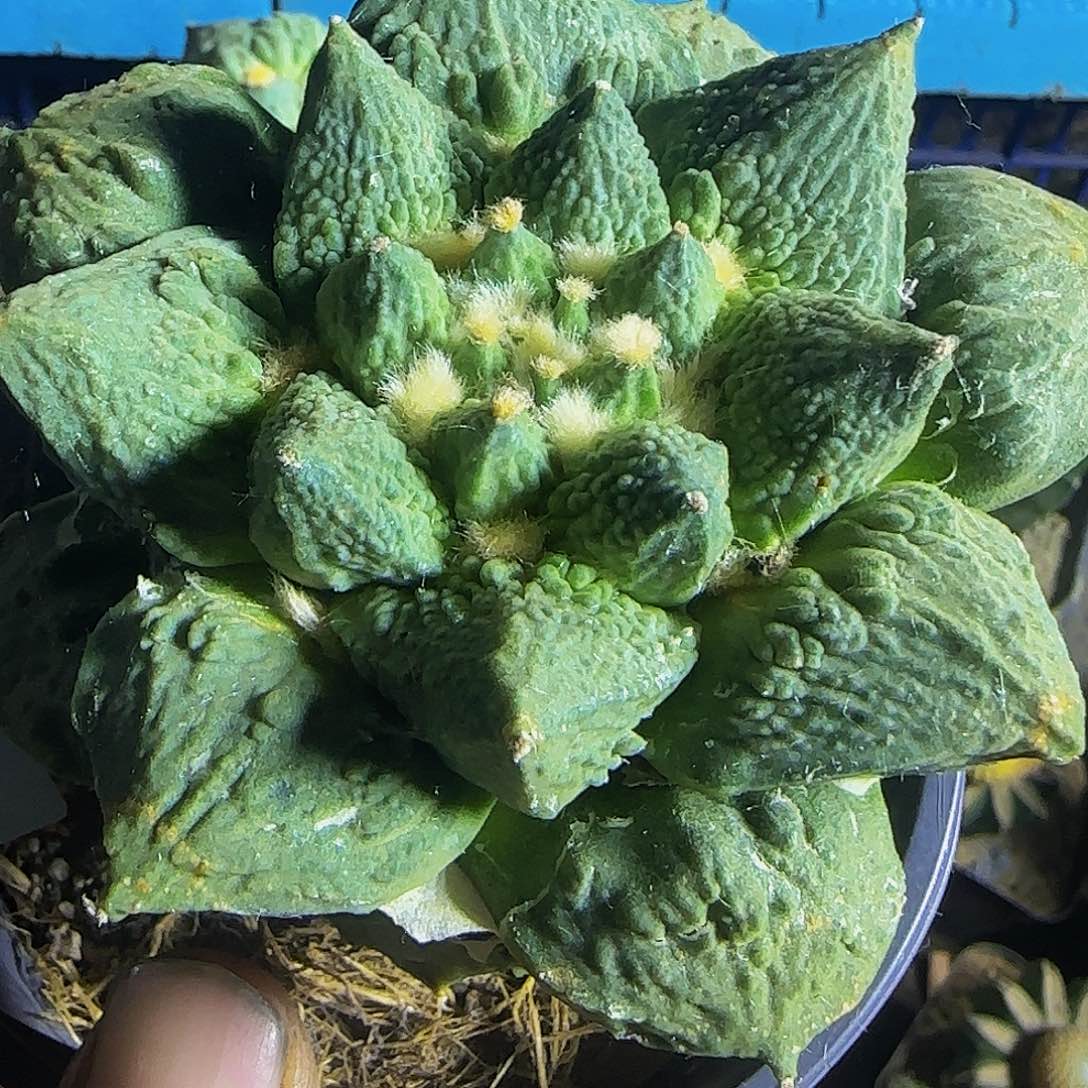 怒涛818仙人球开花