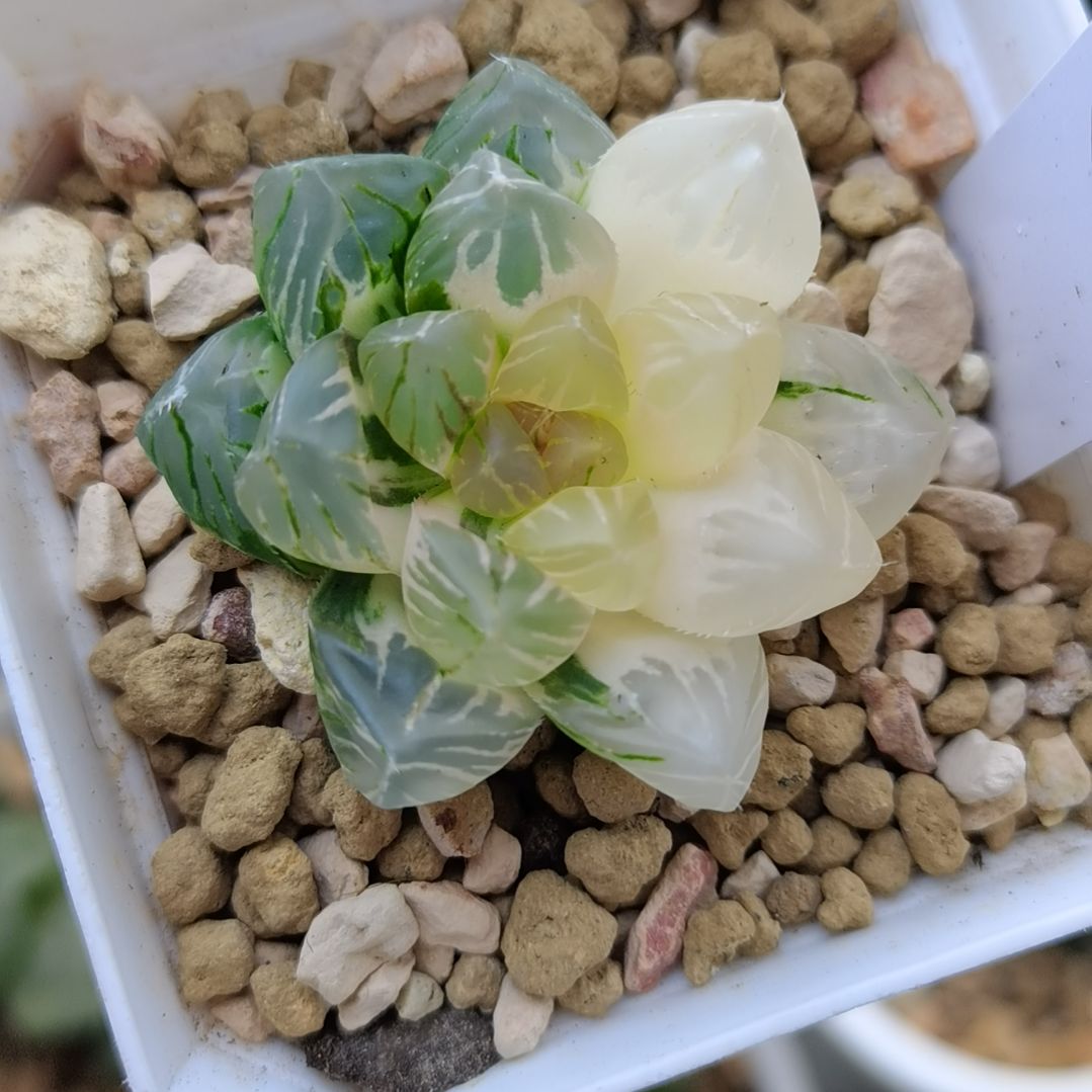 151号OM玉露锦一物一拍带盆土发货