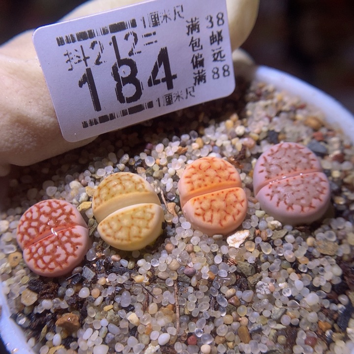 生石花多肉212.184