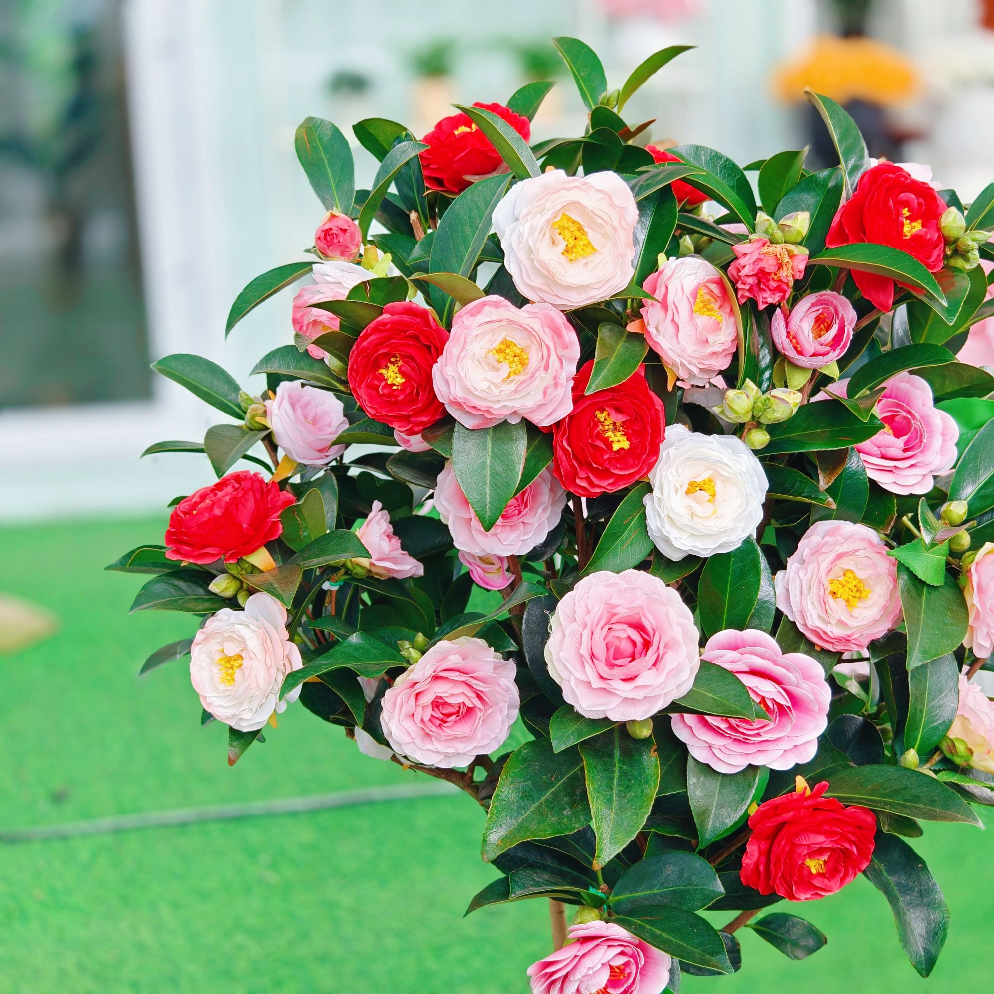 加高60-70 赤丹茶花原盆土带花苞发货