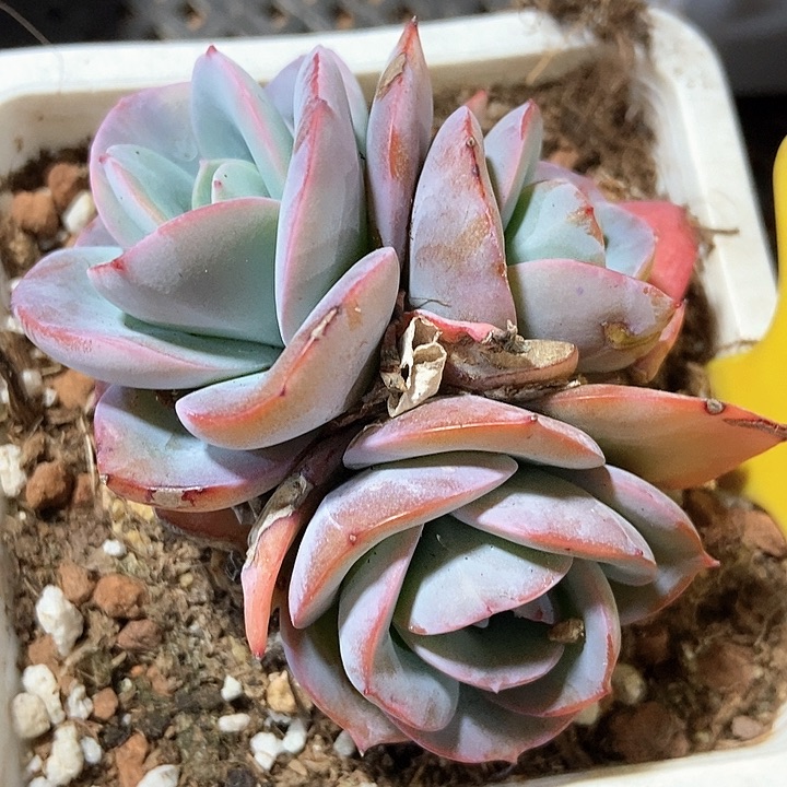 多肉植物布鲁兰556