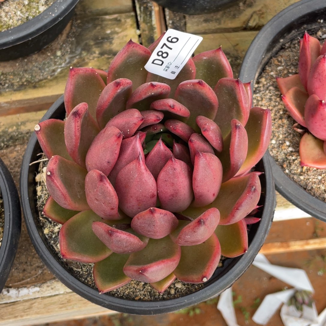 无花朵若如东云单拍D876