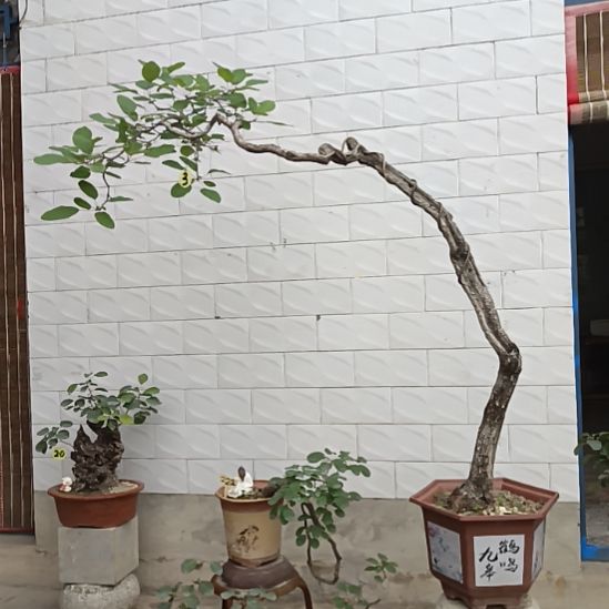 无花朵精品黄栌盆景