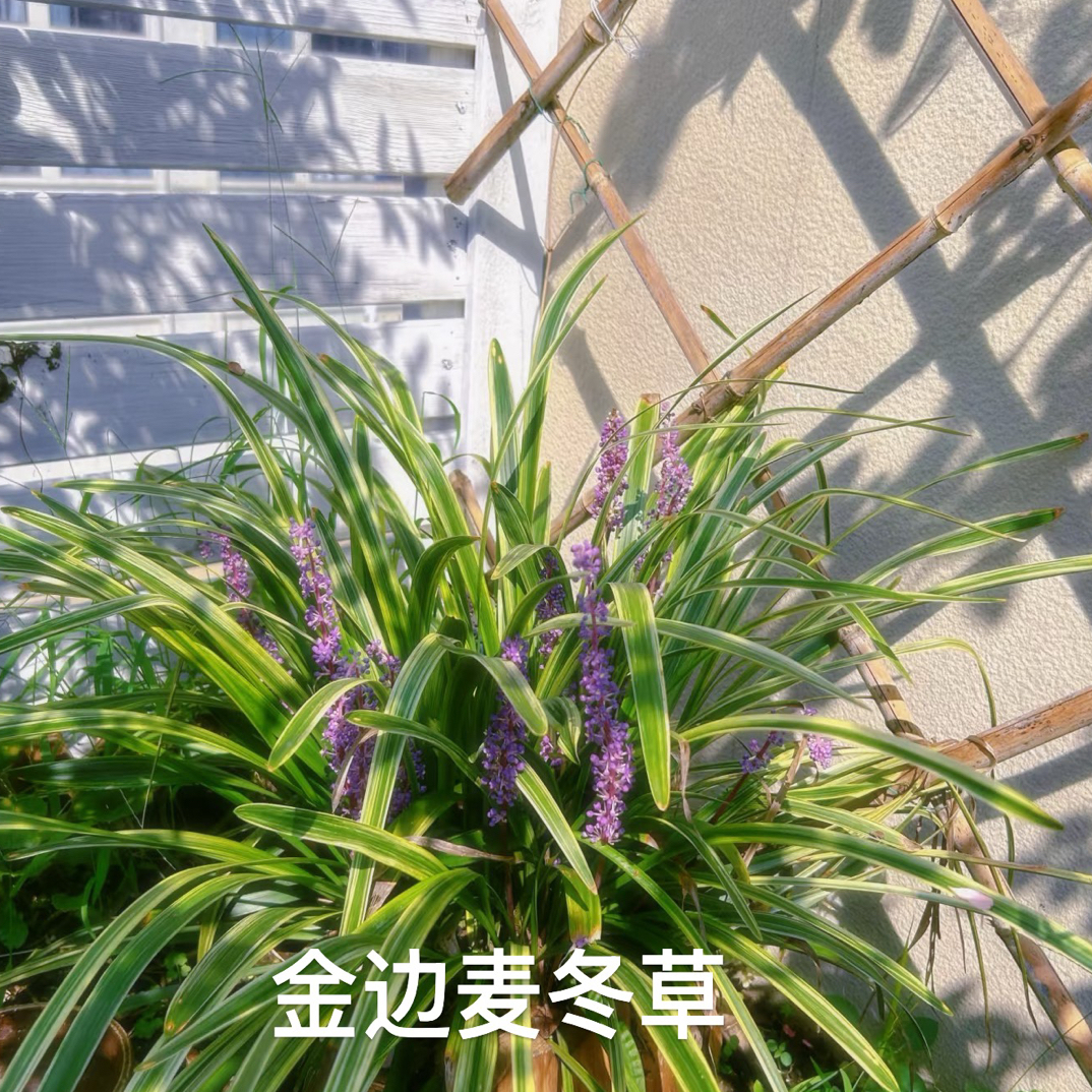 金边麦冬草耐寒耐旱庭院别墅花园盆栽地栽植物耐修剪多年生草本