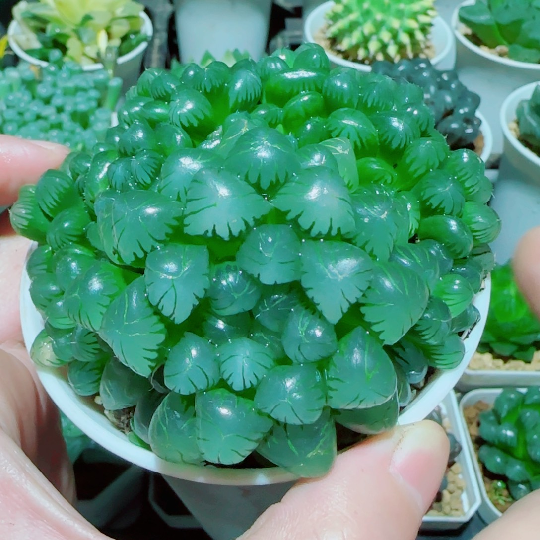 粉姬玉露群多肉植物