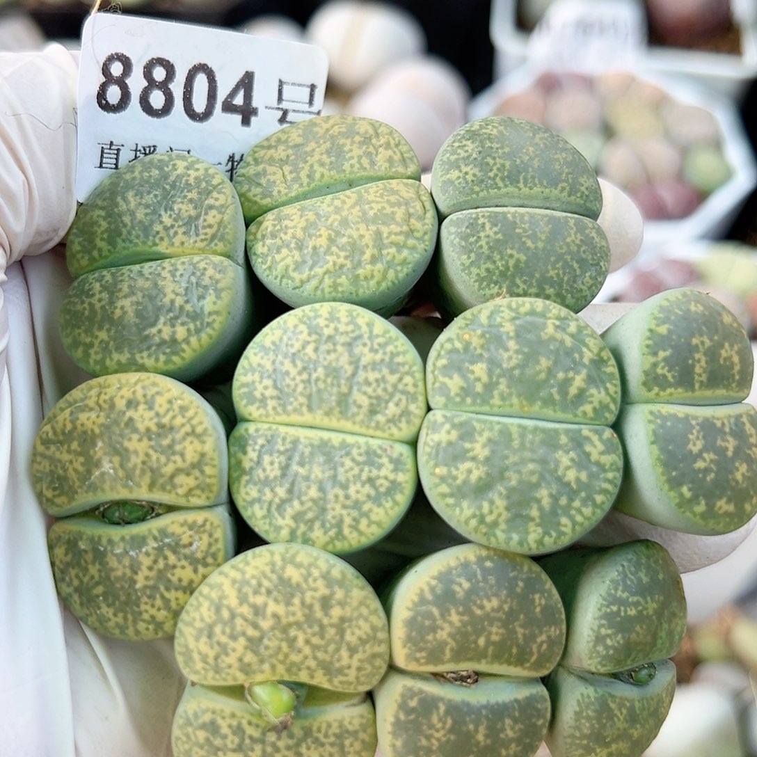 8804 好养易活生石花大母本10个2.5cm左右