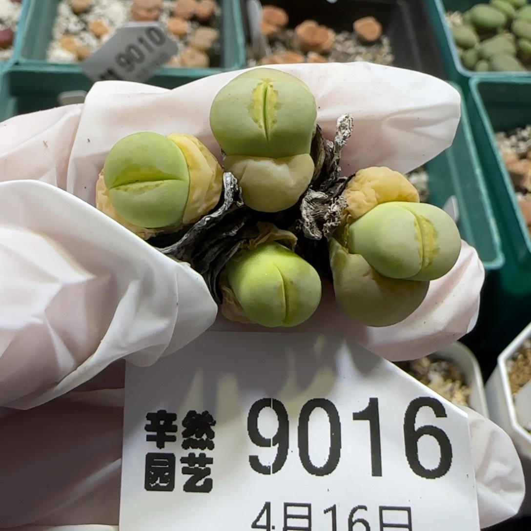 4.16，奶油寿丽2颗双头。9016