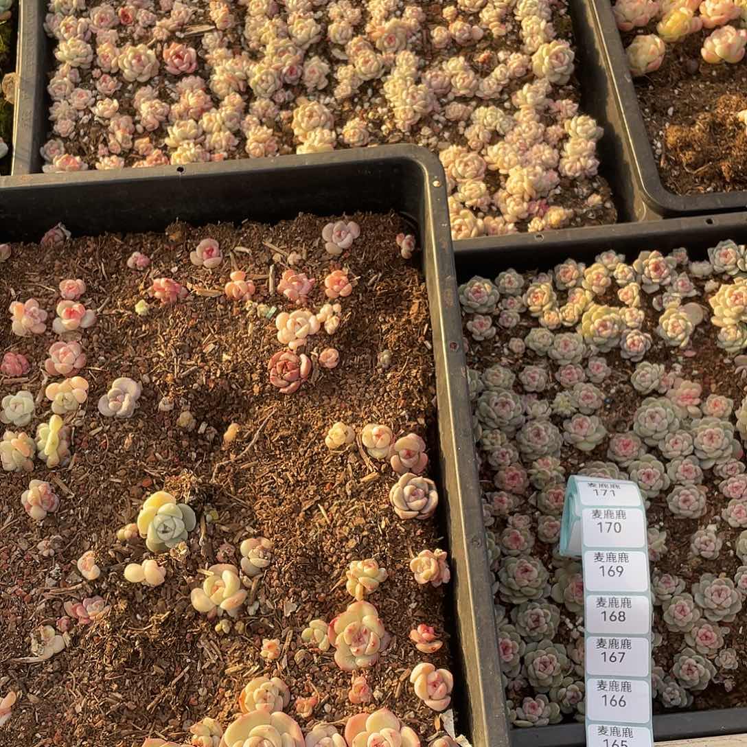 扬****164。 定。               