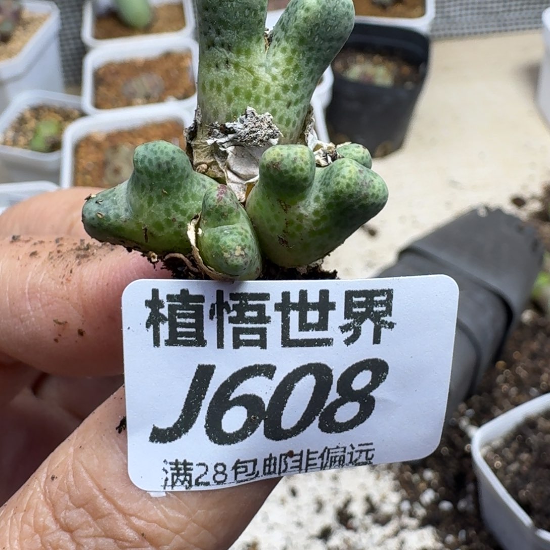 多肉植物的润泽fgh