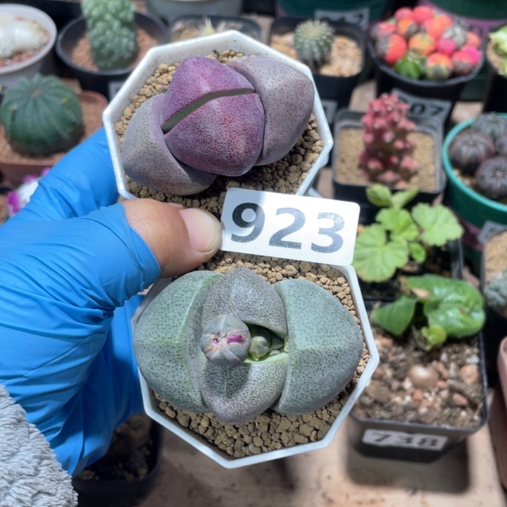 923元宝2颗 植物