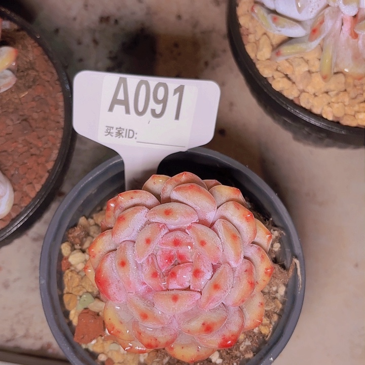 陶*梦露一物一拍A091