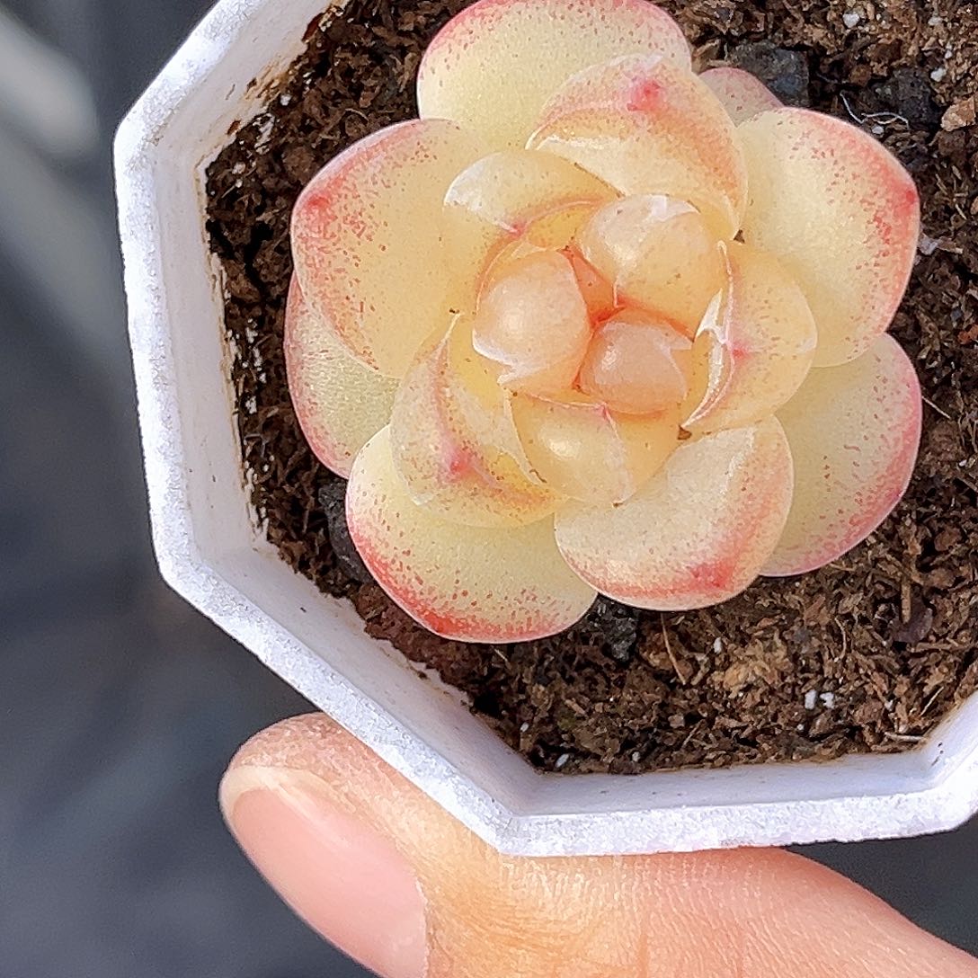 376 恶魔之眼   满18包邮