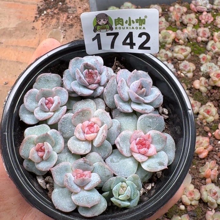 +***～多肉植物多肉植物