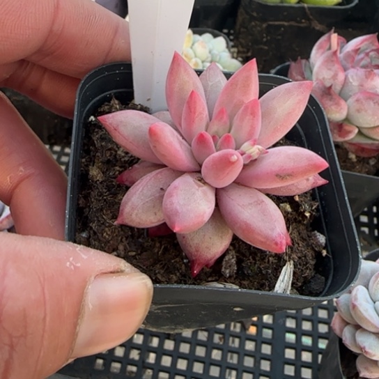 27 一物一拍多肉