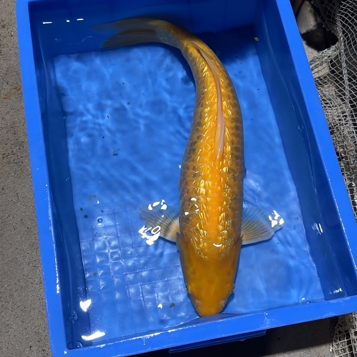 海水鱼赤目芒果介子