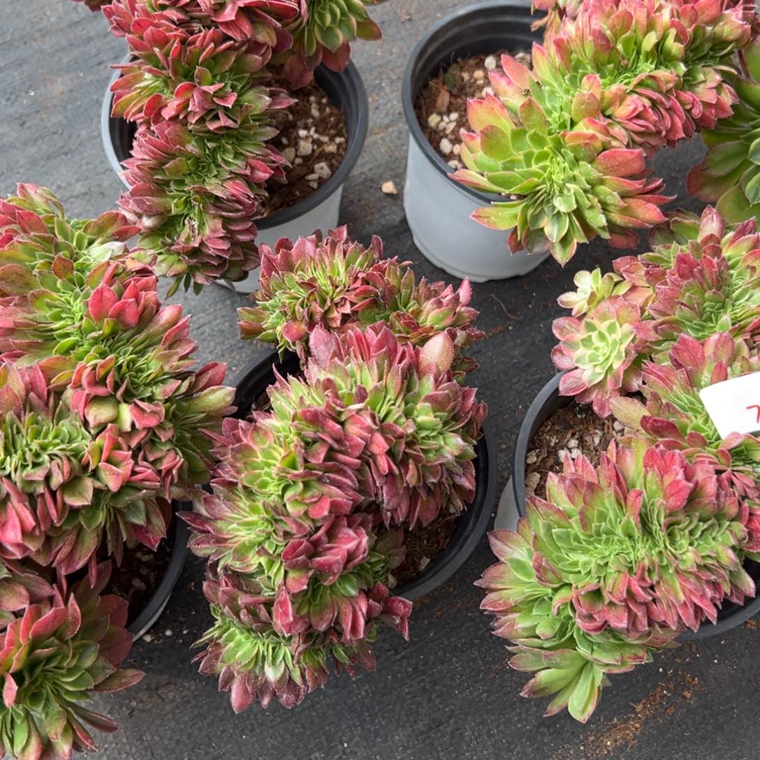 77海王缀多肉一颗9.9