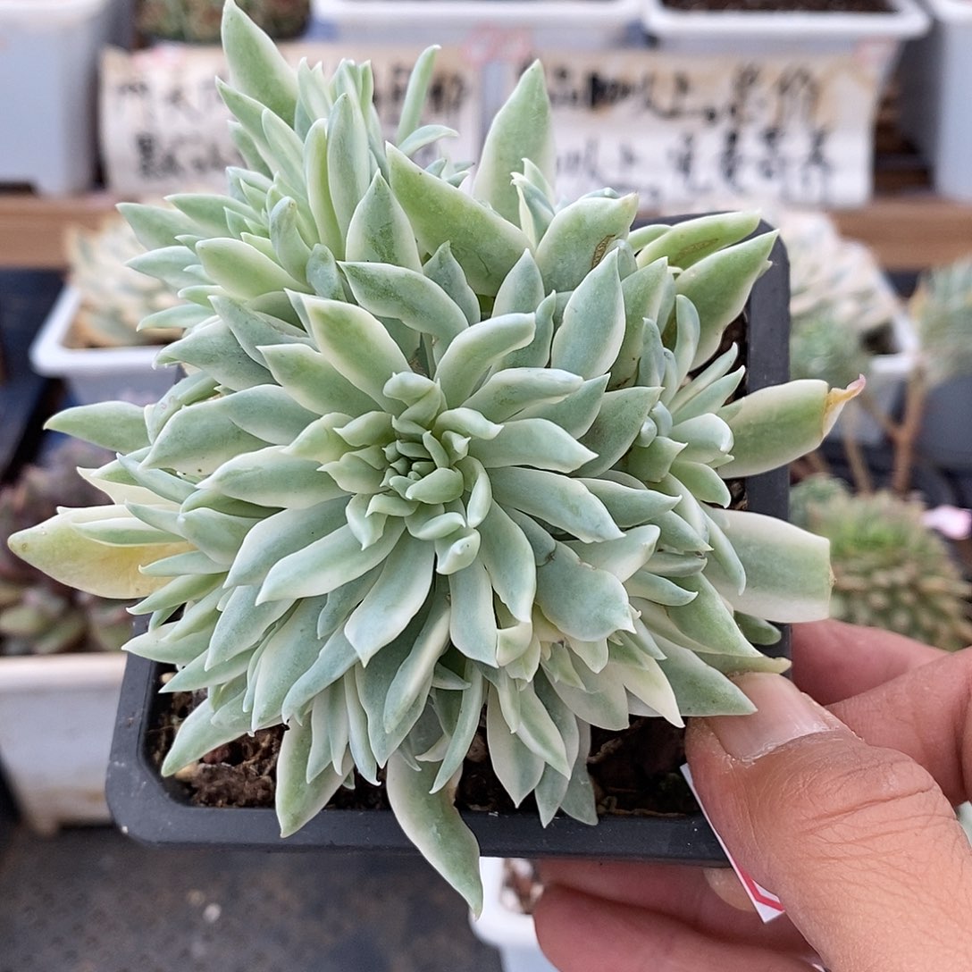 30197 蓝色天使锦裙