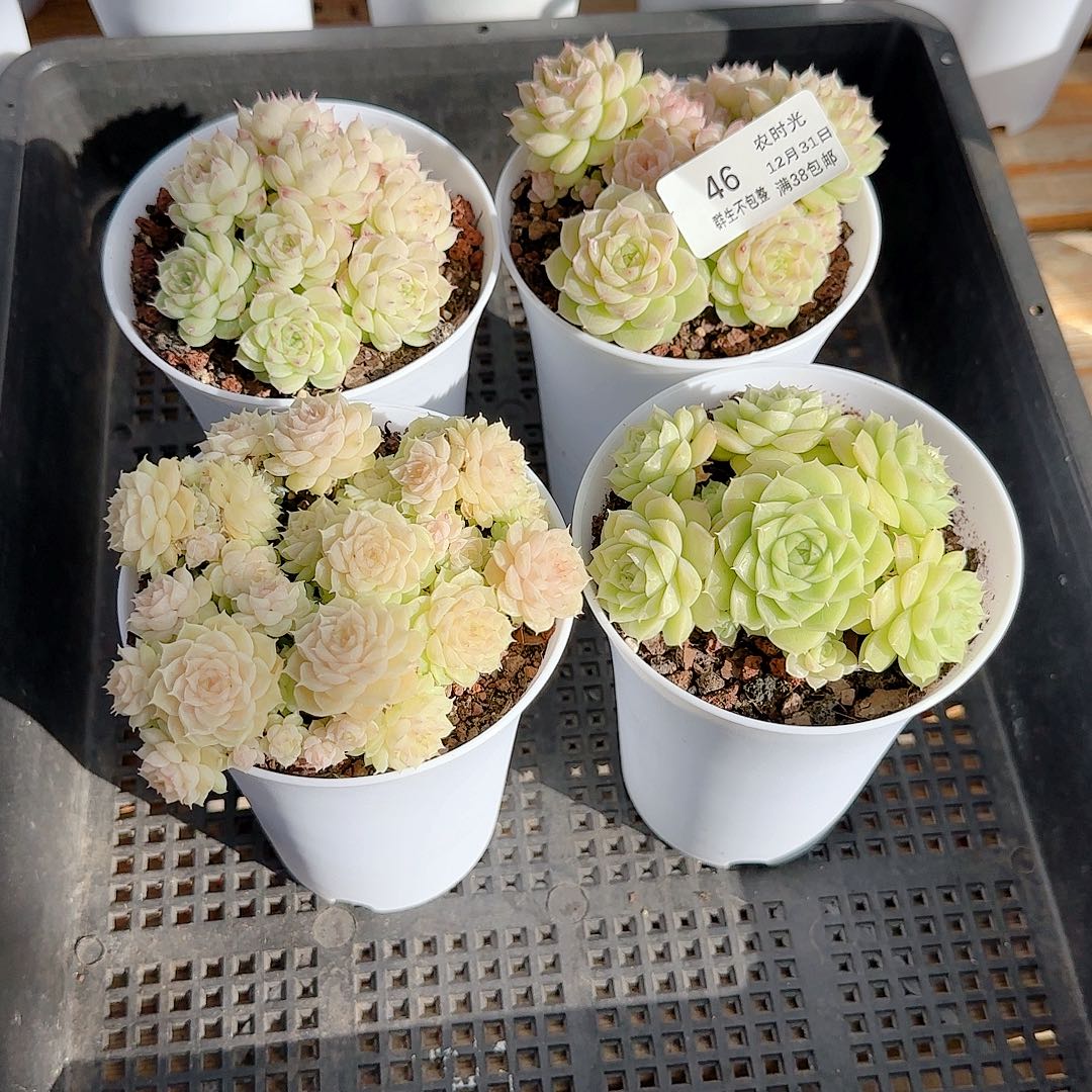 1231-46（打包4颗）专拍