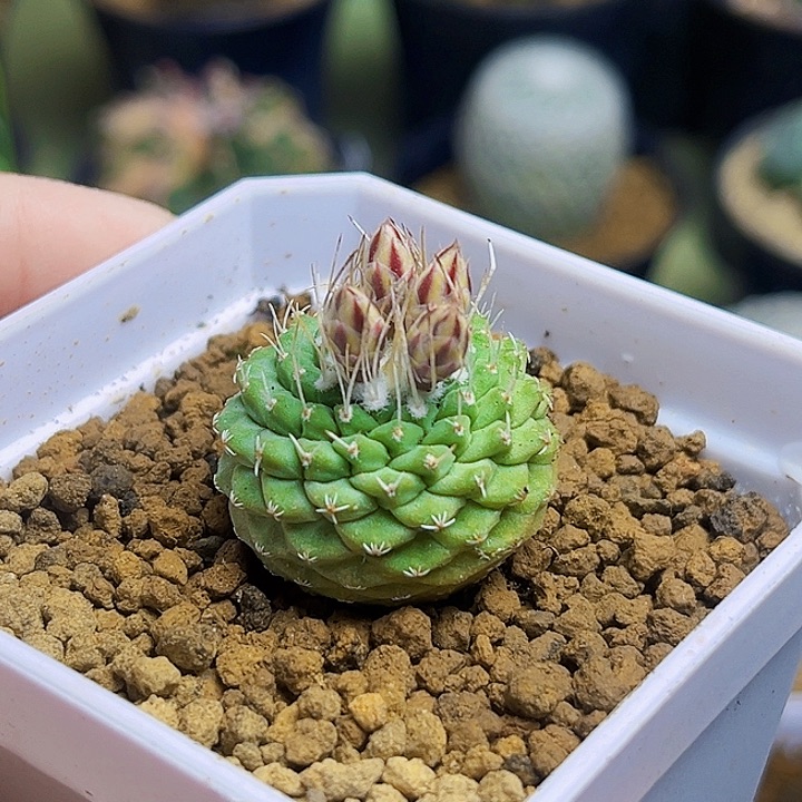 实生据菊水2.8公分