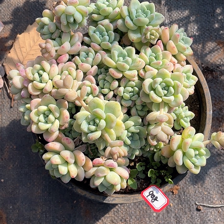 908劳尔 一物一拍多肉