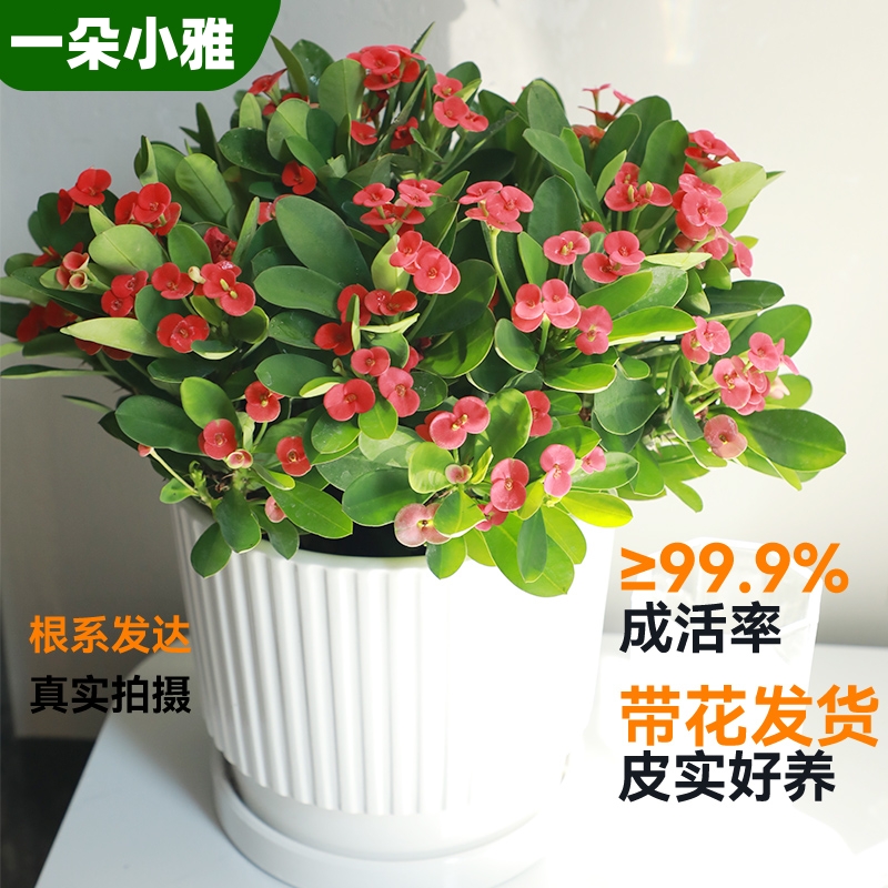 虎刺梅花卉盆栽室内办公室阳台耐旱铁海棠花四季好养活植物老桩苗