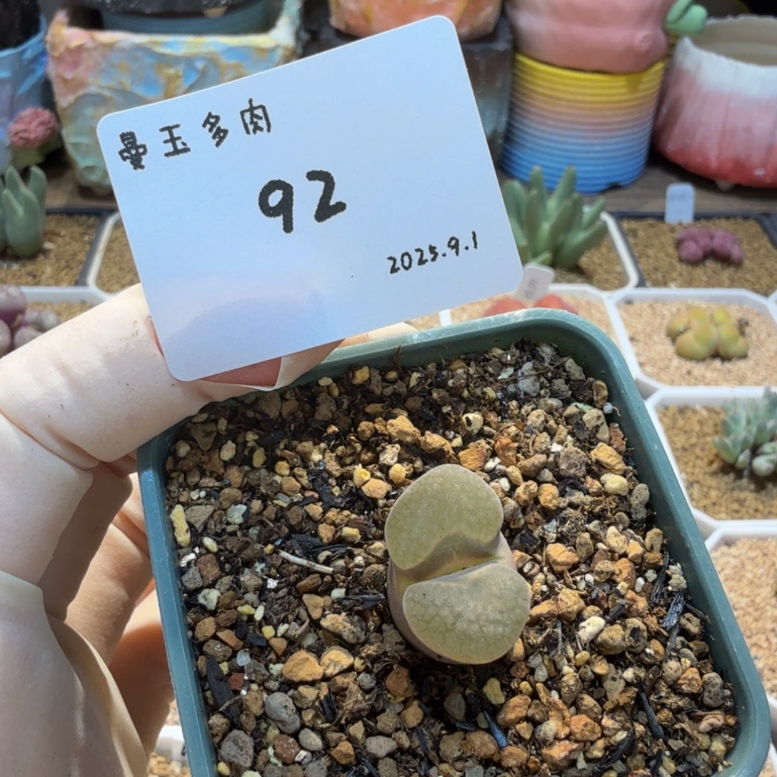 劳****多肉多肉多9.1-092