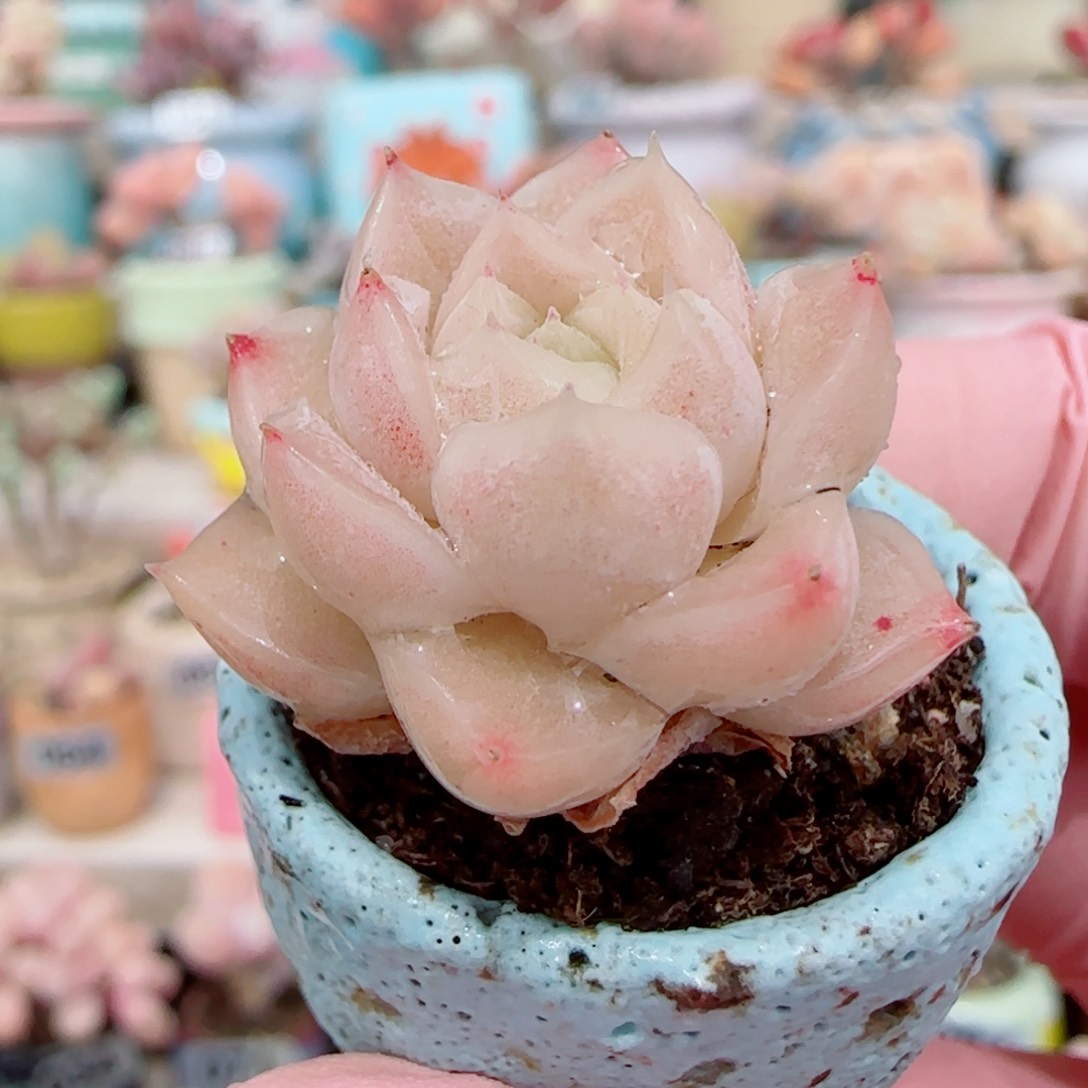 可爱小女王 盆口2.5cm