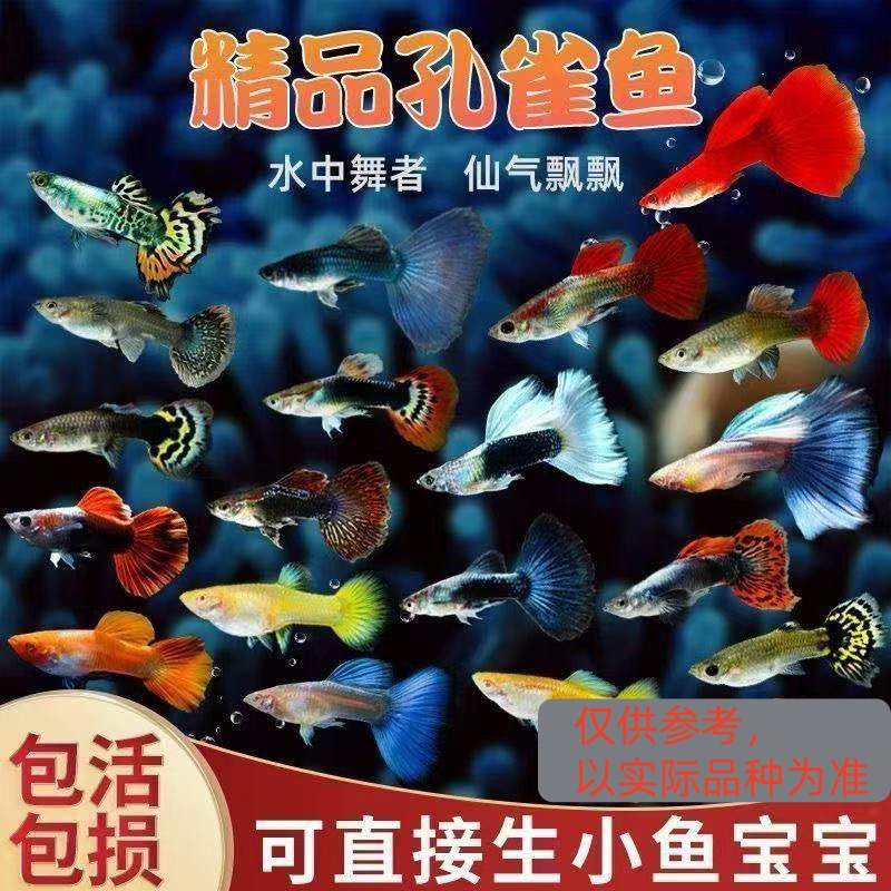 全家福孔雀鱼+绿色碟翼斑马  