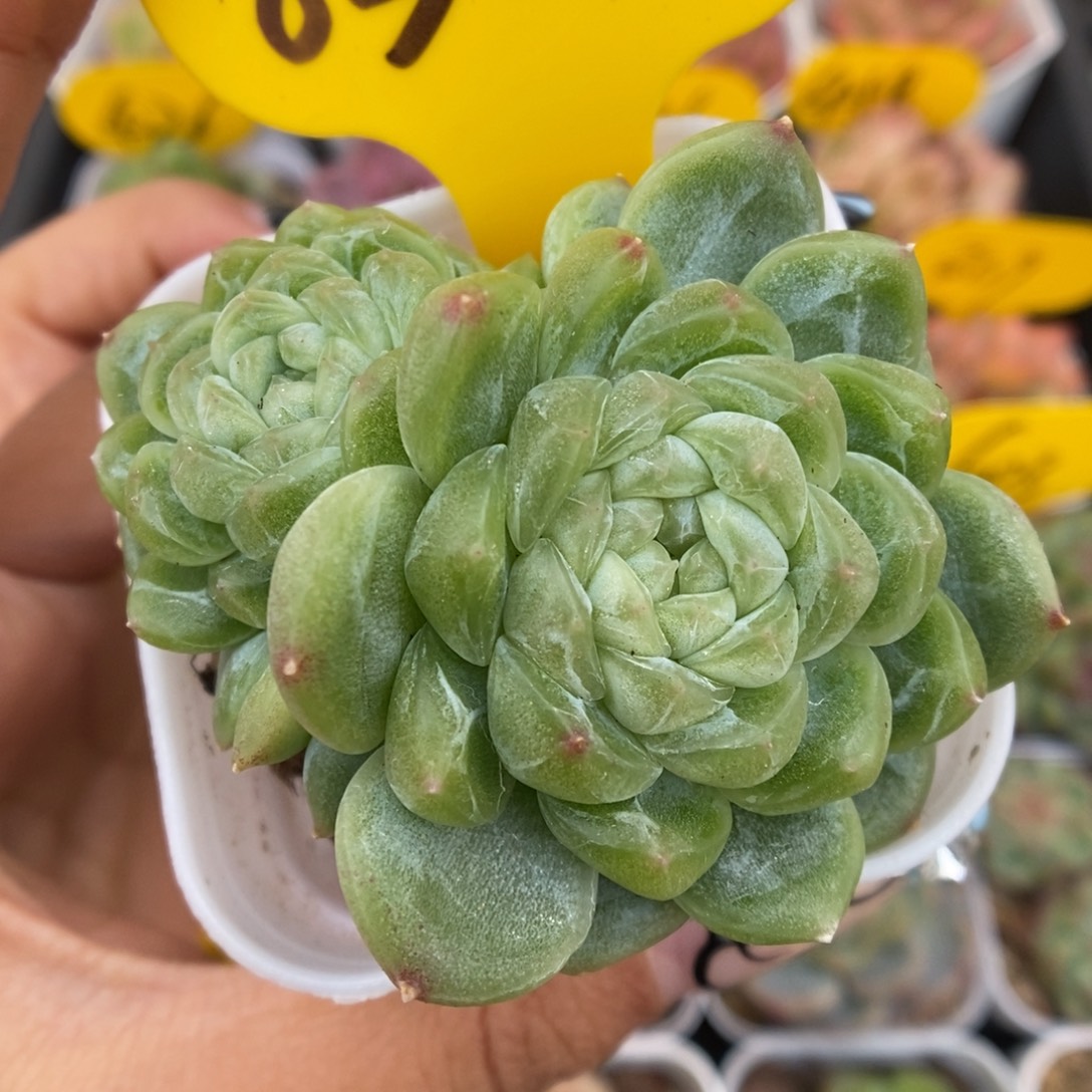 财富密码可拍830号