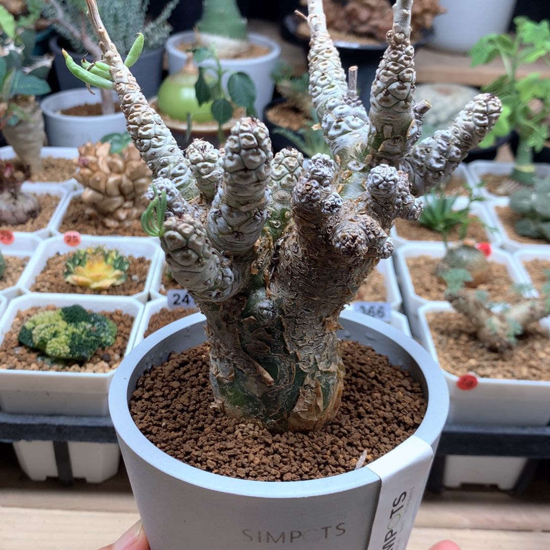 产地白象奇峰锦脱土4cm