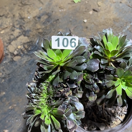 叶***子多肉植物一个灰发106