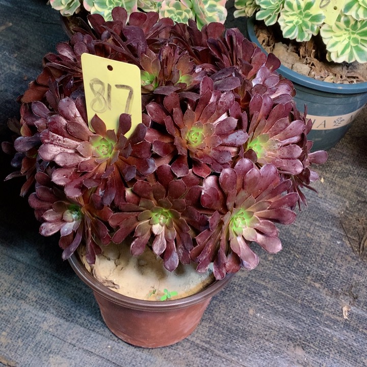 817黑铜壶多肉一物一拍