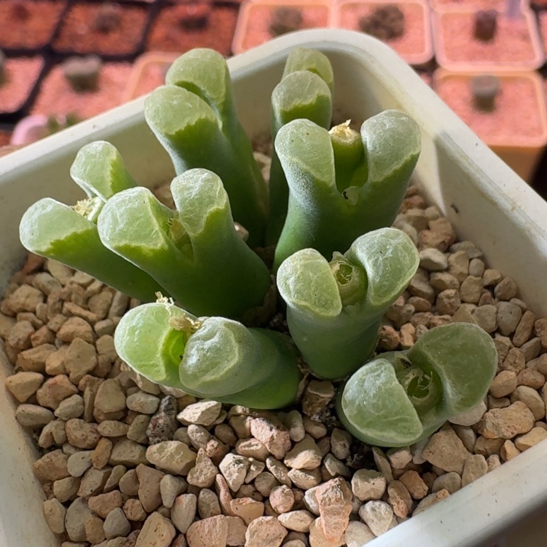 云缦精品番杏13.20 骚粉天鹅绒