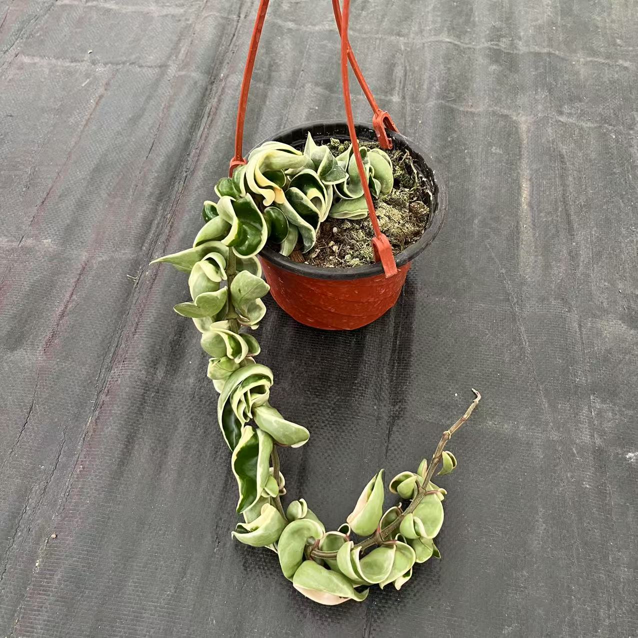 卷叶外锦 卷叶内锦球兰垂吊阳台植物花卉盆栽客厅栽培趣味美观