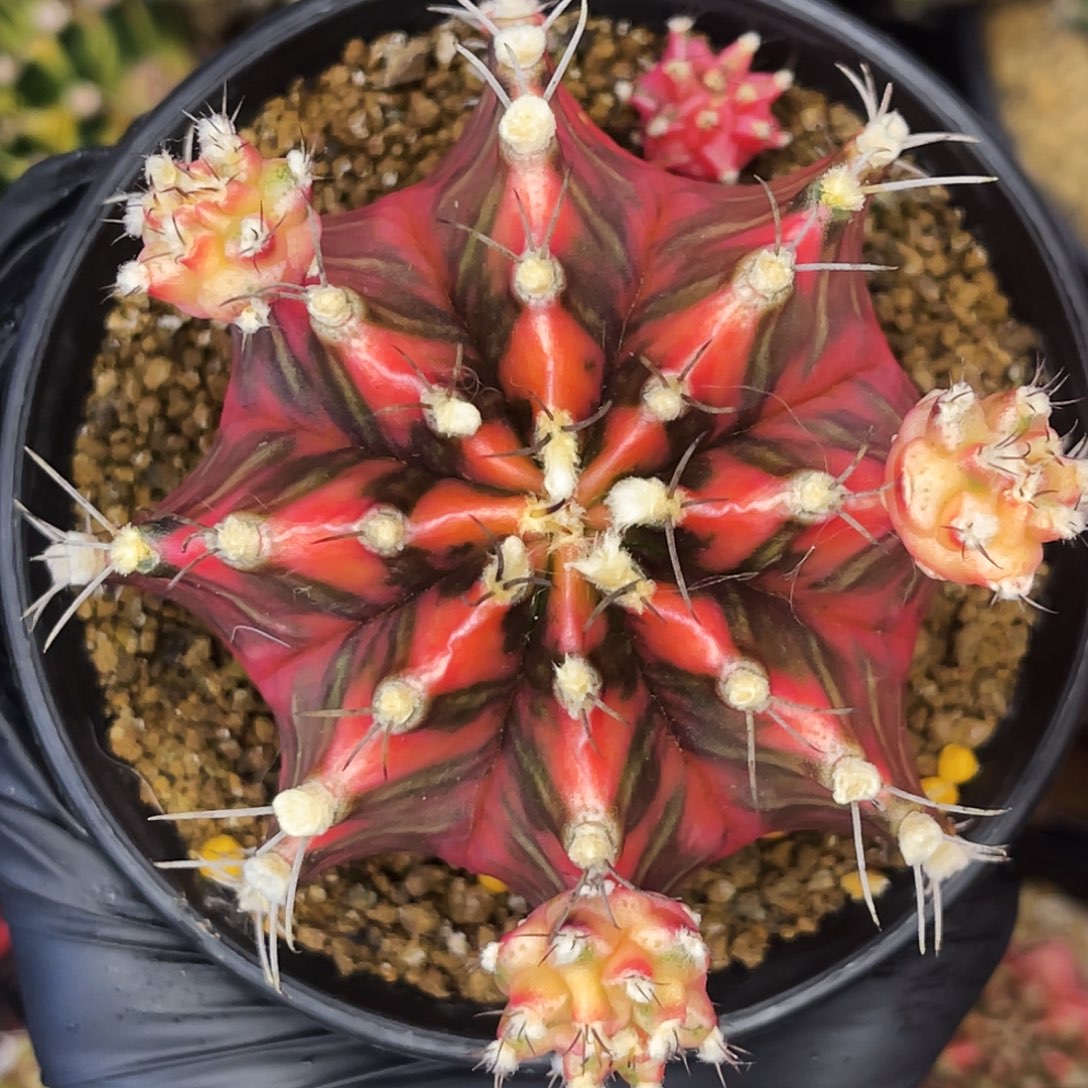 母本不出出侧。     