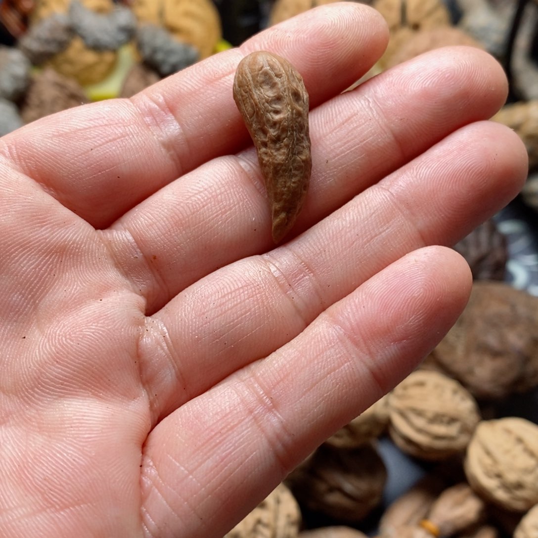 文玩核桃吊坠核桃81