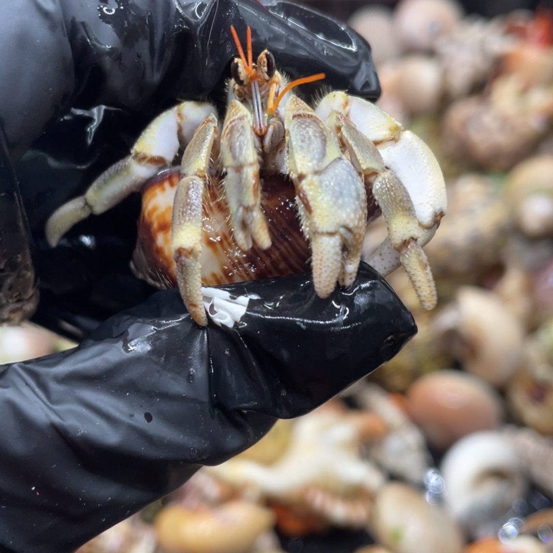 不退不换谢谢支持81